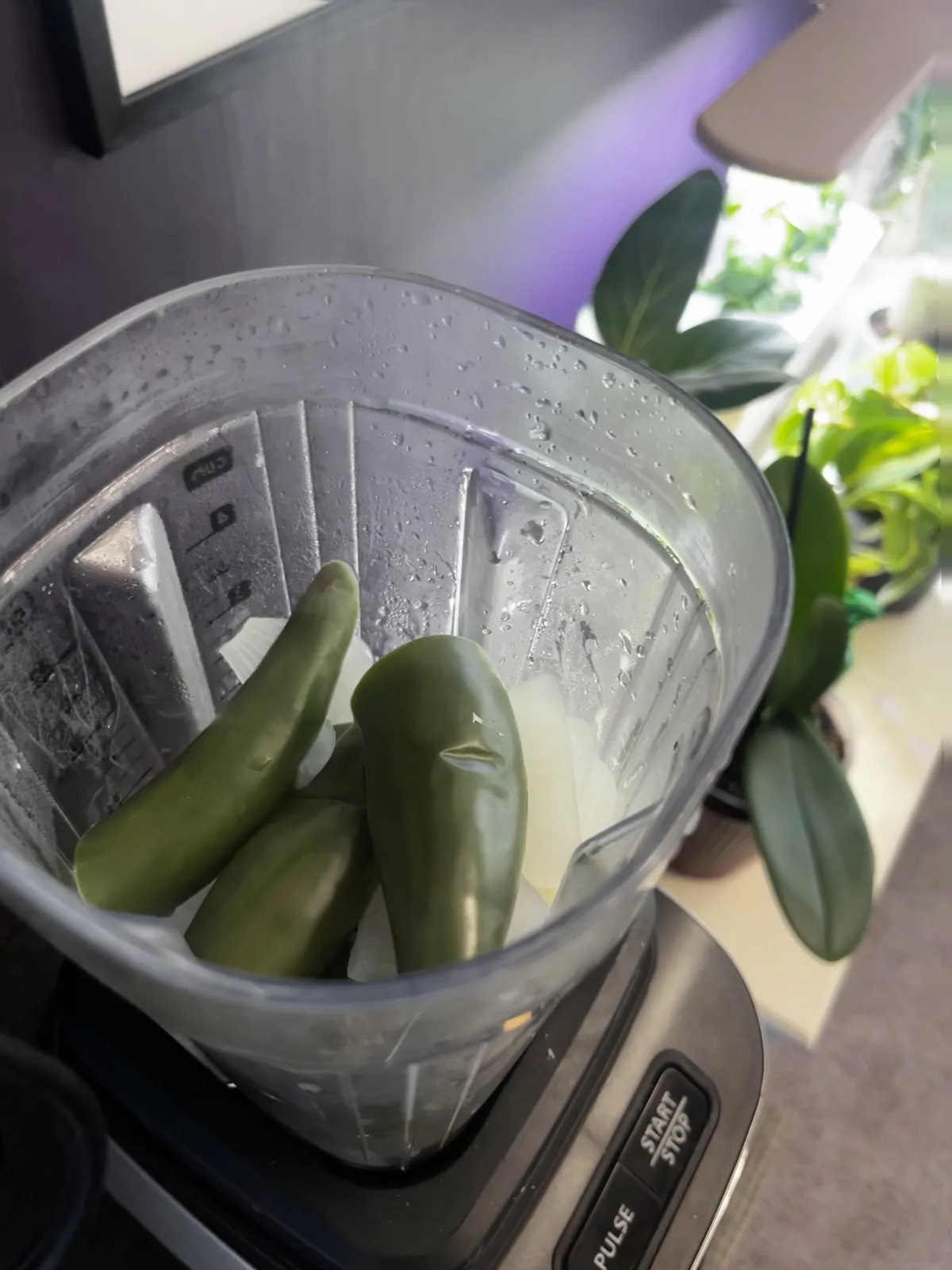 Blender full of boiled jalapenos with the AeroGarden and herbs visible in the background